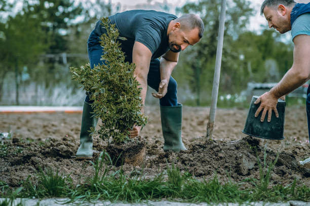 Best Storm Damage Tree Cleanup  in USA